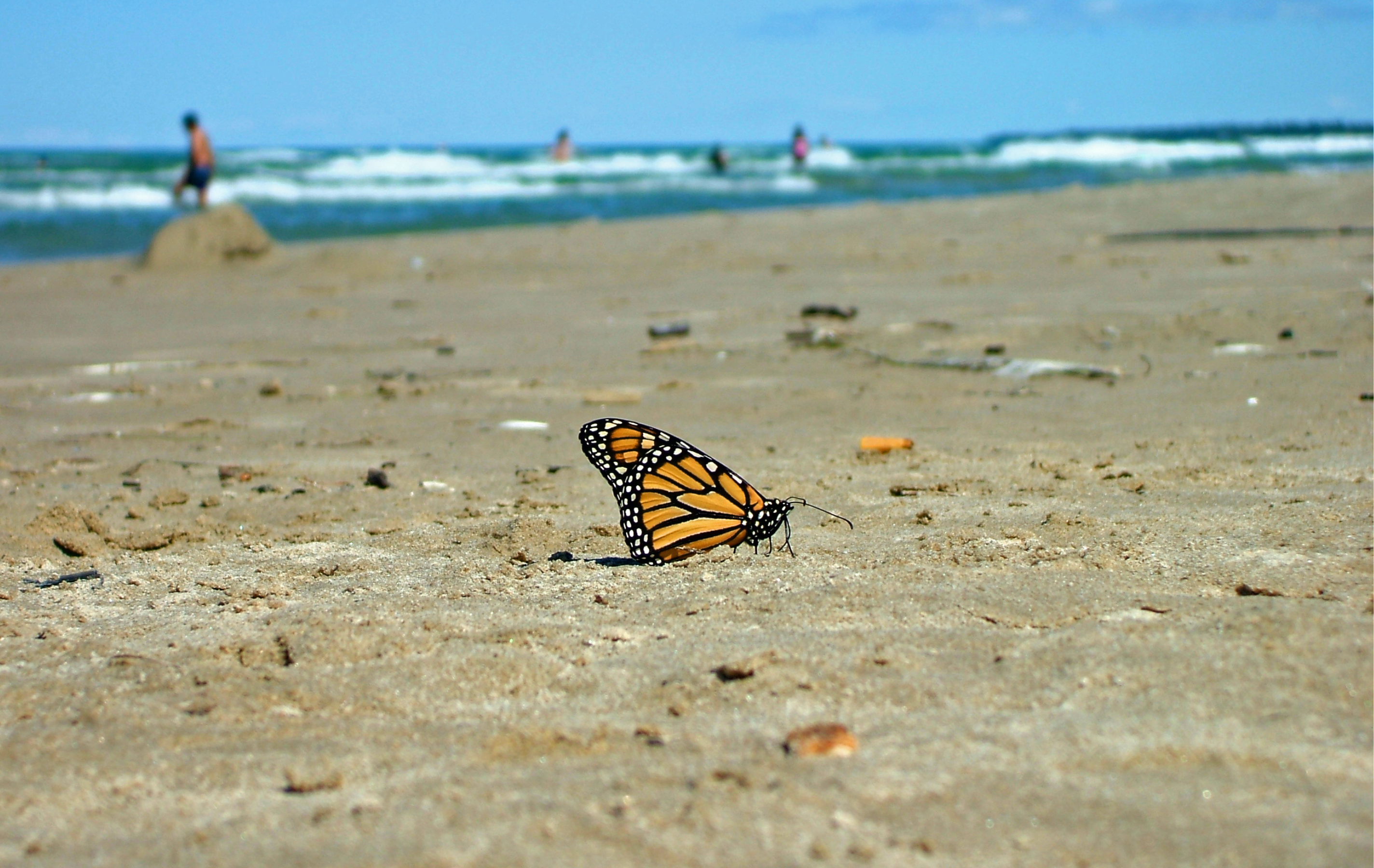 Monarch butterfly sitting in the sand on a beach with waves on the lake in the background